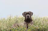 CANE CORSO 182